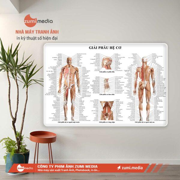 Tranh Y Tế 4 Khung Tranh giai phau he co 01 600x600 1